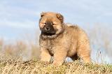CHOW CHOW 205